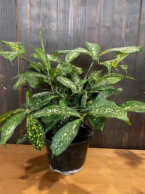 4"/6" Dracaena Florida Beauty